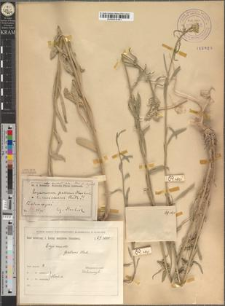 Erysimum pannonicum Crantz. subsp. exaltatum (Andrz.) fo. pluricaule Zapał.