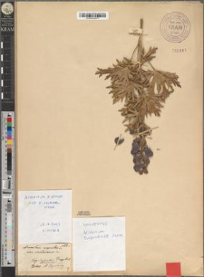 Aconitum napellus L. var. swidovense Zapał.