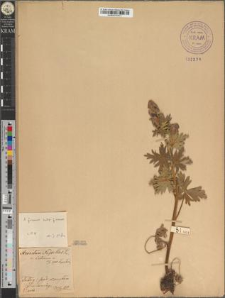 Aconitum napellus L. var. tatrense Zapał.