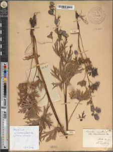Aconitum napellus L. var. czarnohorense Zapał.