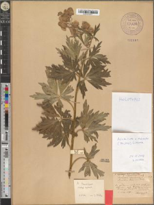 Aconitum napellus L. var. czarnohorense Zapał. fo. subincisum Zapał.