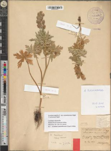 Aconitum napellus L. var. czarnohorense Zapał. fo. zeleminum Zapał.
