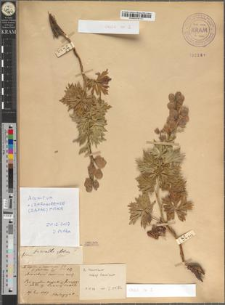 Aconitum napellus L. var. czarnohorense Zapał. fo. glabratum Zapał.