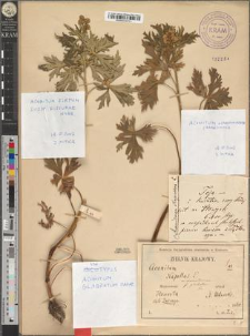 Aconitum napellus L. var. czarnohorense Zapał. fo. glabratum Zapał.