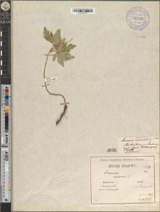 Anemone nemorosa L. fo. gracilis Zapał.