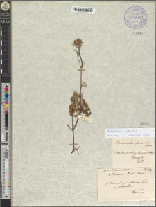 Ranunculus paucistamineus Tausch. var. pseudoradians Zapał.