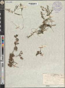 Ranunculus paucistamineus Tausch. var. micropetalus Zapał. fo. subhirtus Zapał.