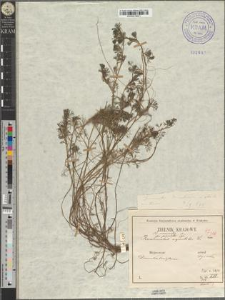 Ranunculus circinnatus Sibth. fo. petiolatus Zapał.