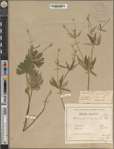 Ranunculus cassubicus L. var. variabilis Zapał.