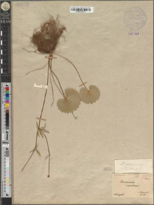 Ranunculus cassubicus L. var. commutatus Zapał.