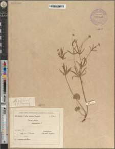 Ranunculus auricomus L. var. dubius Zapał.