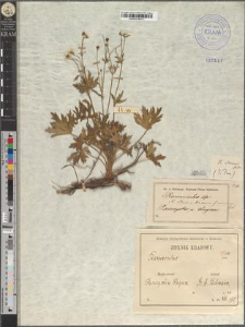 Ranunculus Steveni Andrz. var. Błockianus Zapał. fo. arenarius Zapał.