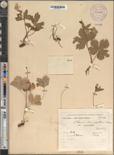 Ranunculus carpaticus Herb. var. rupicolus Zapał.