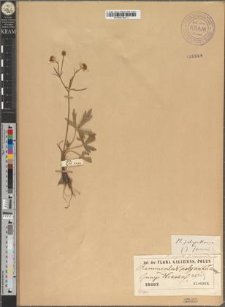 Ranunculus polyanthemus L. fo. depauperatus Zapał.
