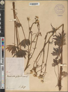 Ranunculus polyanthemus L. var. latifolius Tausch. fo. excelsior Zapał.