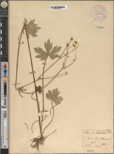 Ranunculus nemorosus DC. var. transitorius Zapał.