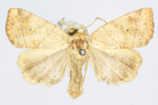 Cosmia trapezina