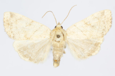 Cosmia trapezina