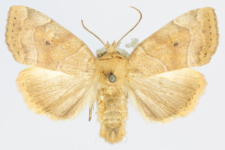 Cosmia trapezina