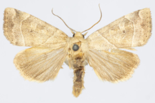 Cosmia trapezina