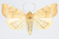 Cosmia trapezina