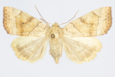 Cosmia trapezina