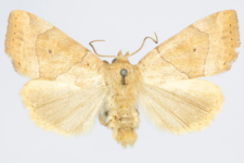 Cosmia trapezina