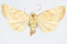 Cosmia trapezina