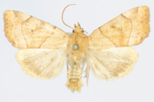 Cosmia trapezina