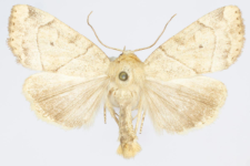 Cosmia trapezina