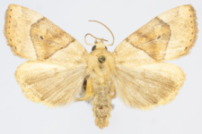 Cosmia trapezina