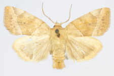 Cosmia trapezina