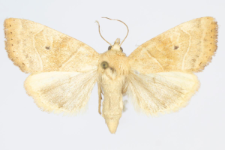 Cosmia trapezina