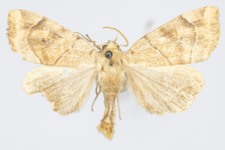 Cosmia trapezina