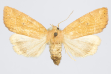 Cosmia trapezina