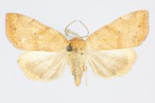 Cosmia trapezina