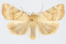 Cosmia trapezina