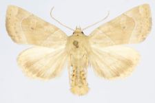 Cosmia trapezina