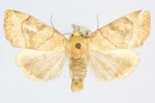 Cosmia trapezina