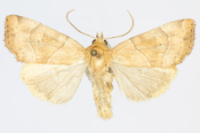 Cosmia trapezina