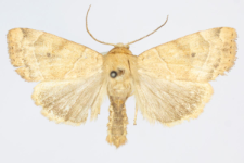 Cosmia trapezina