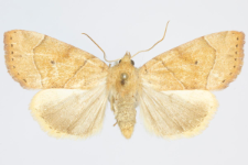 Cosmia trapezina