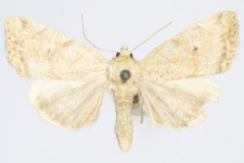 Cosmia trapezina