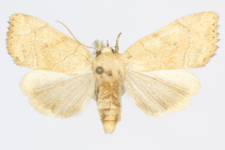 Cosmia trapezina