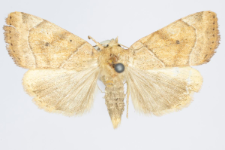 Cosmia trapezina