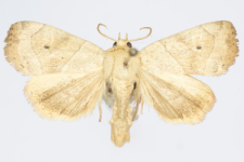 Cosmia trapezina