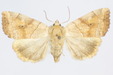 Cosmia trapezina