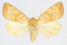 Cosmia trapezina