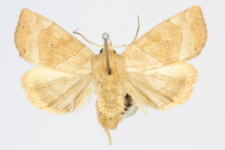 Cosmia trapezina