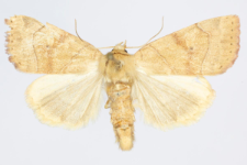 Cosmia trapezina